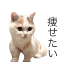 もふもふの、しらすたんぷ（個別スタンプ：24）