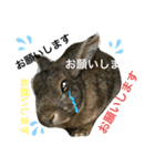 ウサくんの日常（個別スタンプ：16）