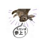 ウサくんの日常（個別スタンプ：17）