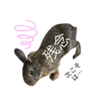 ウサくんの日常（個別スタンプ：20）