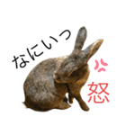 ウサくんの日常（個別スタンプ：29）