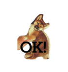 柴犬おと（個別スタンプ：4）