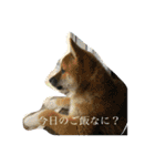 柴犬おと（個別スタンプ：5）