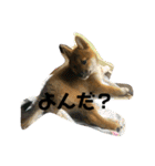 柴犬おと（個別スタンプ：7）