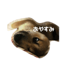 柴犬おと（個別スタンプ：12）