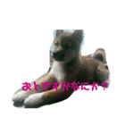 柴犬おと（個別スタンプ：15）