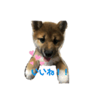 柴犬おと（個別スタンプ：16）