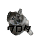 柴犬おと（個別スタンプ：17）