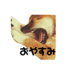 柴犬おと（個別スタンプ：19）