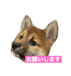 柴犬おと（個別スタンプ：24）