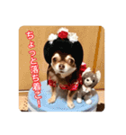 チヨの関西弁（個別スタンプ：17）