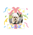 しんばシンバ（個別スタンプ：4）