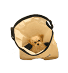 しんばシンバ（個別スタンプ：6）