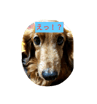 DOGS・どりーむ（個別スタンプ：2）