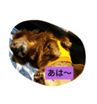 DOGS・どりーむ（個別スタンプ：3）
