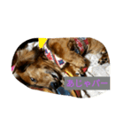 DOGS・どりーむ（個別スタンプ：4）