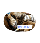 DOGS・どりーむ（個別スタンプ：6）