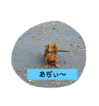 DOGS・どりーむ（個別スタンプ：7）