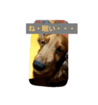 DOGS・どりーむ（個別スタンプ：8）