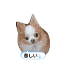 武居familiar3（個別スタンプ：10）