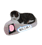 武居familiar3（個別スタンプ：15）