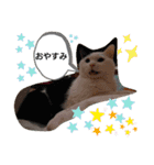 武居familiar3（個別スタンプ：23）