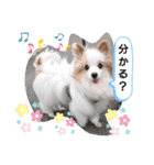 武居familiar3（個別スタンプ：26）