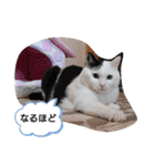 武居familiar3（個別スタンプ：29）
