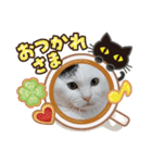 武居familiar3（個別スタンプ：37）
