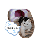 武居familiar3（個別スタンプ：38）