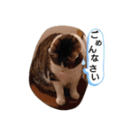 武居familiar3（個別スタンプ：39）