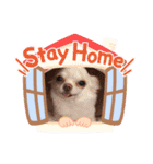 オセロなチワワ（個別スタンプ：8）