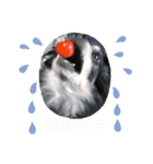 オセロなチワワ（個別スタンプ：11）