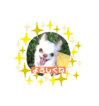 オセロなチワワ（個別スタンプ：13）