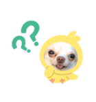 オセロなチワワ（個別スタンプ：14）