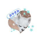 しゅしゅ2（個別スタンプ：1）