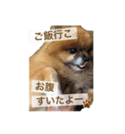 ポメラニアンのポミの日常2（個別スタンプ：4）