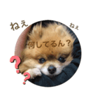 ポメラニアンのポミの日常2（個別スタンプ：5）