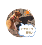 ポメラニアンのポミの日常2（個別スタンプ：8）