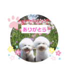かわいいビションフリーゼ。サランとポエム（個別スタンプ：1）