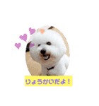 かわいいビションフリーゼ。サランとポエム（個別スタンプ：2）