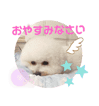 かわいいビションフリーゼ。サランとポエム（個別スタンプ：3）