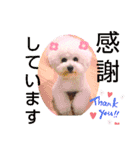 かわいいビションフリーゼ。サランとポエム（個別スタンプ：4）