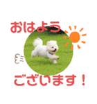 かわいいビションフリーゼ。サランとポエム（個別スタンプ：5）