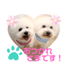 かわいいビションフリーゼ。サランとポエム（個別スタンプ：10）