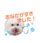 かわいいビションフリーゼ。サランとポエム（個別スタンプ：14）