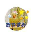 コザクラインコのプリンちゃん（個別スタンプ：5）