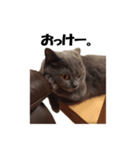なおき（猫）の日常（個別スタンプ：1）