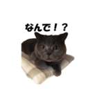 なおき（猫）の日常（個別スタンプ：3）