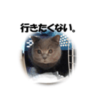 なおき（猫）の日常（個別スタンプ：5）